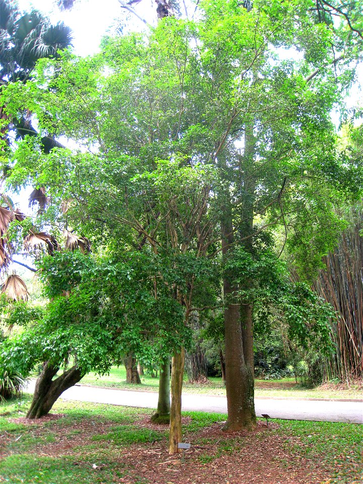 Eugenia uniflora in the Jardim Botânico de São Paulo, São Paulo City, SP, Brazil.