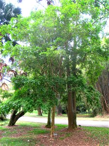 Eugenia uniflora in the Jardim Botânico de São Paulo, São Paulo City, SP, Brazil.