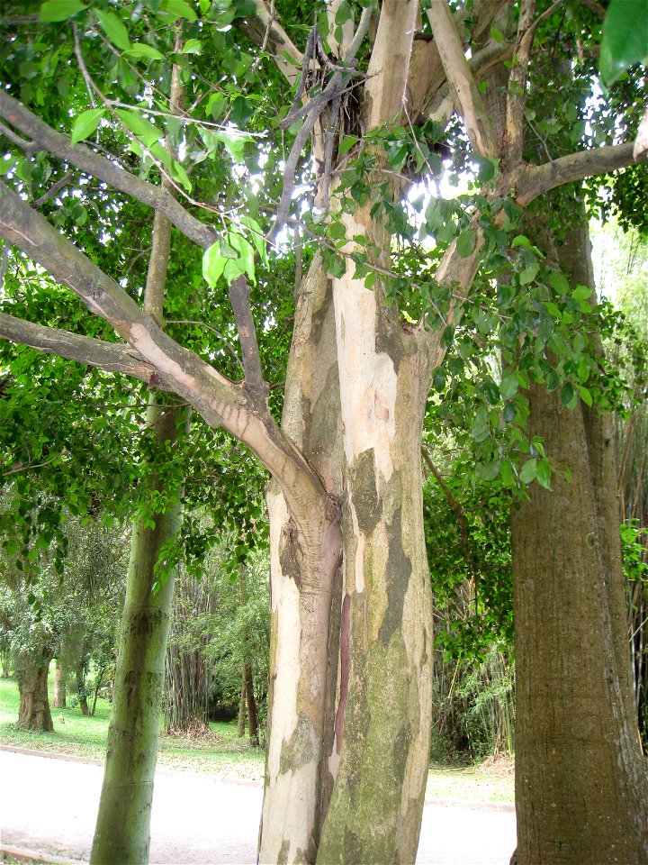 Eugenia uniflora in the Jardim Botânico de São Paulo, São Paulo City, SP, Brazil.