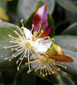 Eugenia uniflora at the San Diego Home & Garden Show, California, USA. Identified by exhibitor's sign. photo