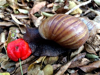 Giant African snail (Achatina fulica) feeding on a Surinam cherry (Eugenia uniflora)

The snail retracted its eyes somewhat as it was approached with the camera.