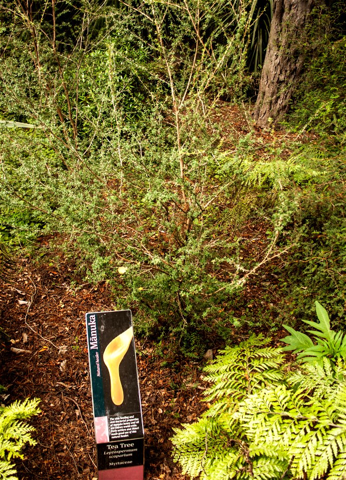 Christchurch Botanic Gardens, New Zealand section, manukalabel QS:Len,"Christchurch Botanic Gardens, New Zealand section, manuka"
label QS:Lhu,"Új-zélandi endemikus manuka cserje"
