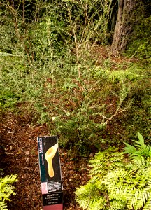 Christchurch Botanic Gardens, New Zealand section, manukalabel QS:Len,"Christchurch Botanic Gardens, New Zealand section, manuka"
label QS:Lhu,"Új-zélandi endemikus manuka cserje"