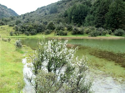 Lake Rere; with Manuka in bloom