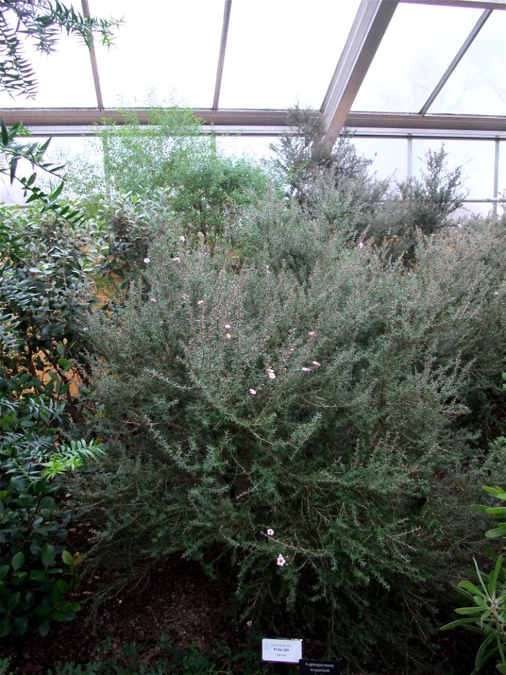 A photograph of Leptospermum scoparium.