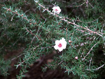 A photograph of Leptospermum scoparium flowers.