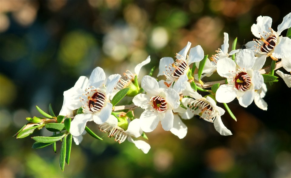 Manuka flowers on a single twig