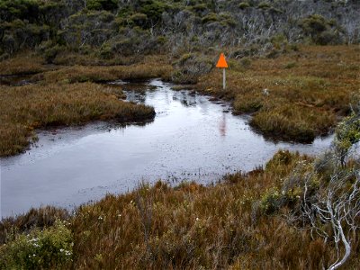 Kingsize track mark triangle on the Doughboy Hill swamps, North-West Circuit, Rakiura National Park, Stewart Island
