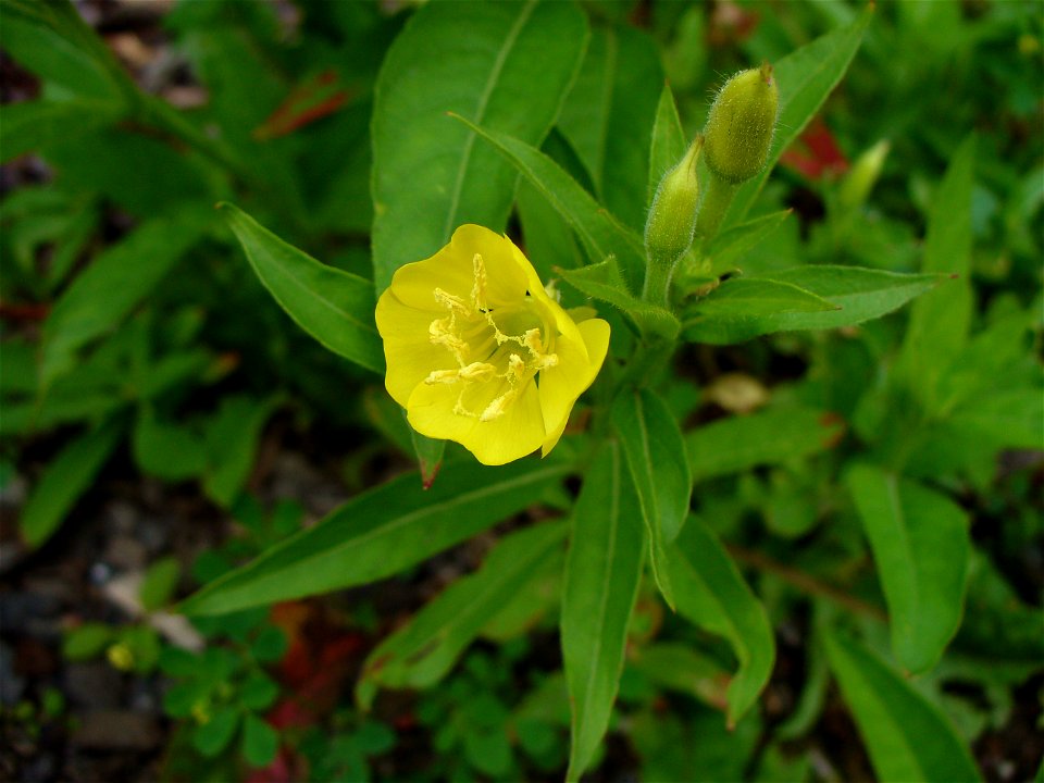I am the originator of this photo. I hold the copyright. I release it to the public domain. This photo depicts a flower.