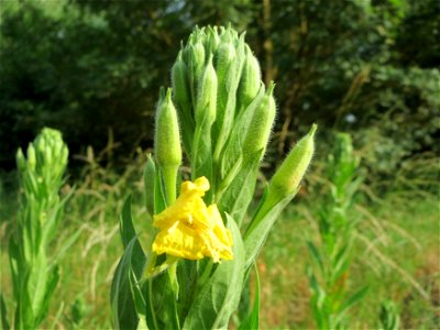 Nachtkerze (Oenothera biennis) bei Hockenheim