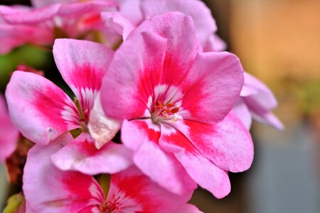Flower balcony plant pink photo