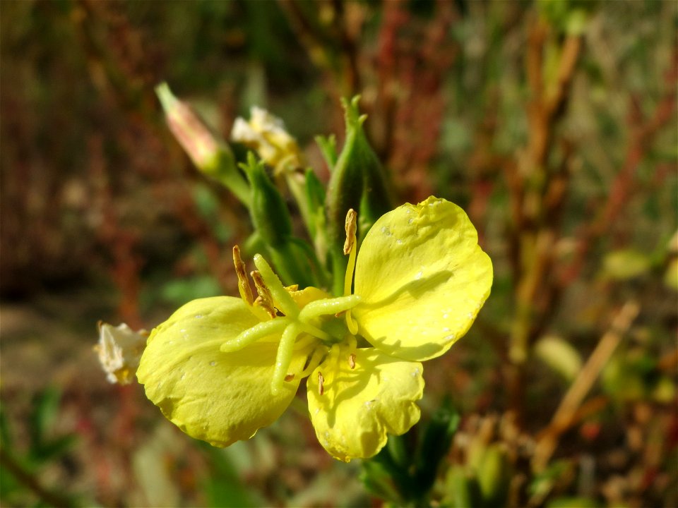 Nachtkerze (Oenothera biennis) auf einem Sandhügel einer Baustelle in Hockenheim