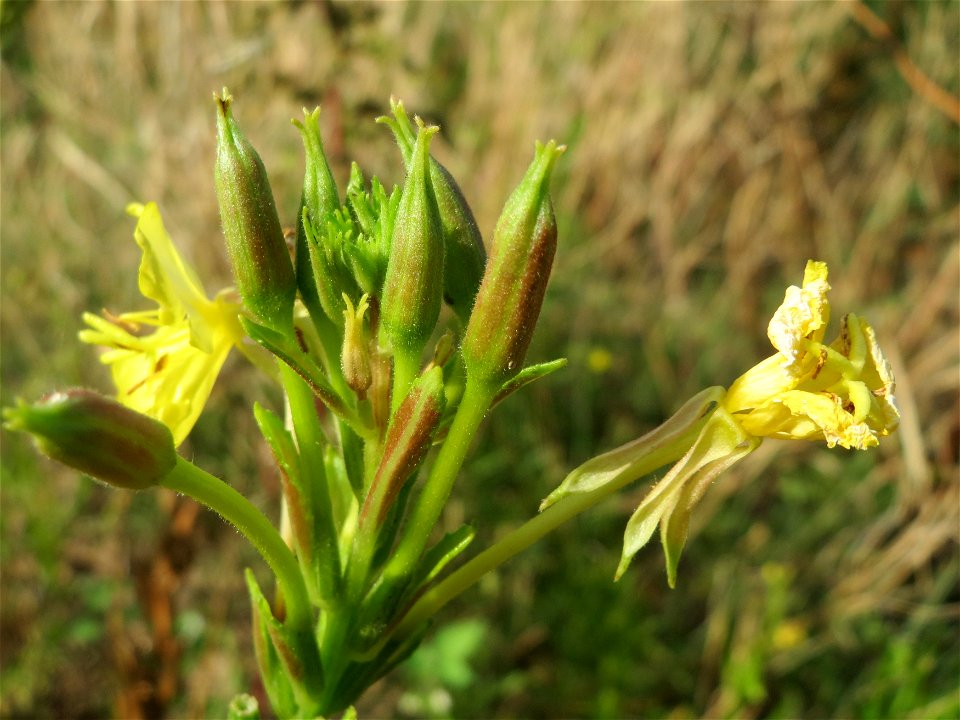 Gemeine Nachtkerze (Oenothera biennis) auf einem Sandhügel einer Baustelle in Hockenheim