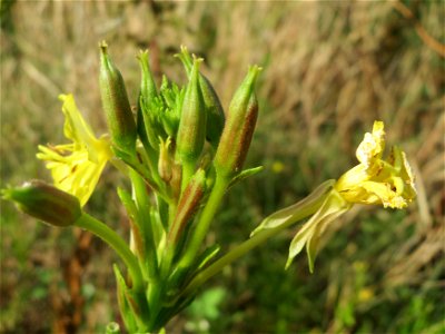 Gemeine Nachtkerze (Oenothera biennis) auf einem Sandhügel einer Baustelle in Hockenheim