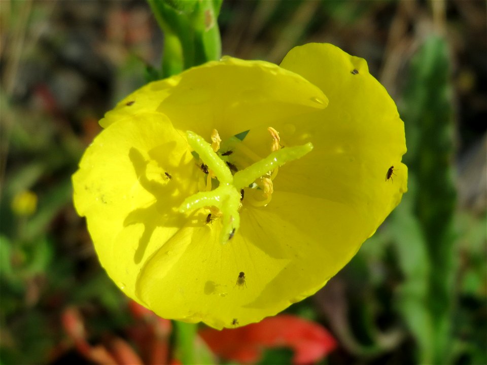 Gemeine Nachtkerze (Oenothera biennis) am Bahnhof Bruchmühlbach-Miesau