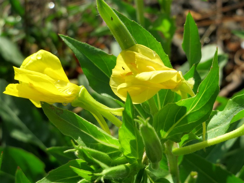 Nachtkerze (Oenothera biennis) am Bahnhof Bruchmühlbach-Miesau