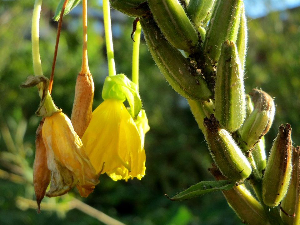 Gemeine Nachtkerze (Oenothera biennis) am Kraichbach in Hockenheim