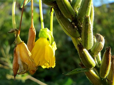 Gemeine Nachtkerze (Oenothera biennis) am Kraichbach in Hockenheim