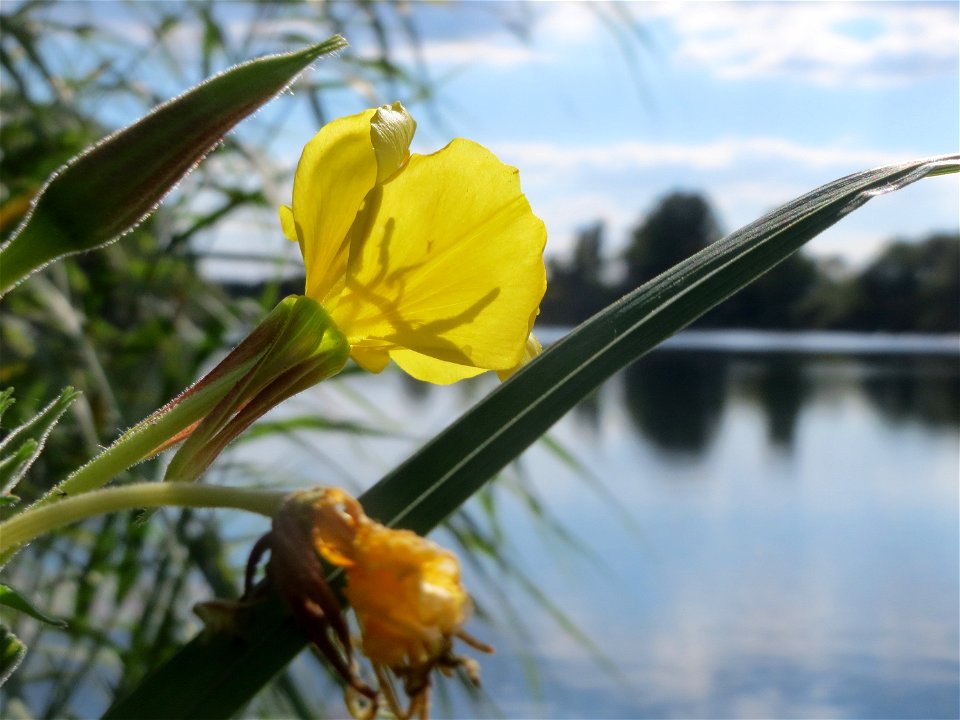 Gemeine Nachtkerze (Oenothera biennis) am Reilinger See