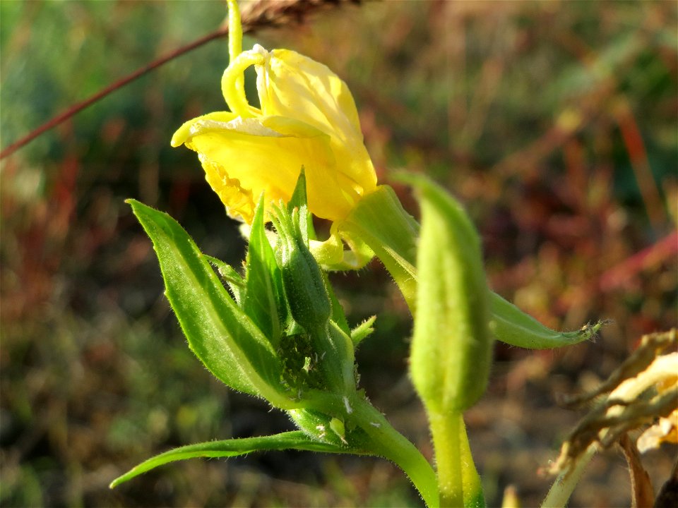 Gemeine Nachtkerze (Oenothera biennis) an den Oftersheimer Dünen