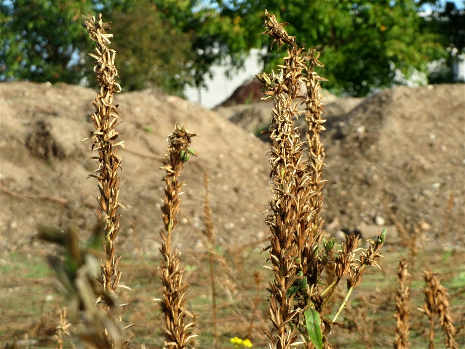 Gemeine Nachtkerze (Oenothera biennis) in Hockenheim-Talhaus