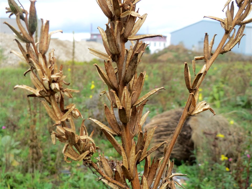 Gemeine Nachtkerze (Oenothera biennis) in Hockenheim-Talhaus