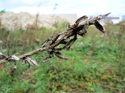 Gemeine Nachtkerze (Oenothera biennis) in Hockenheim-Talhaus