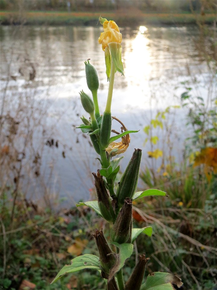 Gemeine Nachtkerze (Oenothera biennis) an der Saar in Saarbrücken