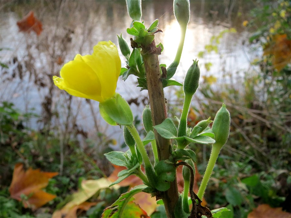 Gemeine Nachtkerze (Oenothera biennis) an der Saar in Saarbrücken