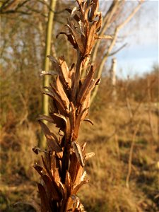 Gemeine Nachtkerze (Oenothera biennis) in Hockenheim