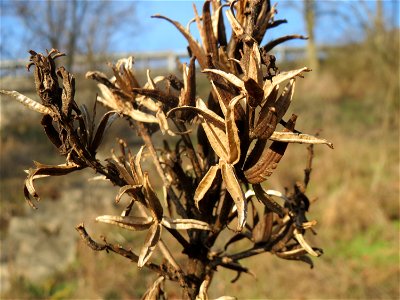 Gemeine Nachtkerze (Oenothera biennis) in Hockenheim