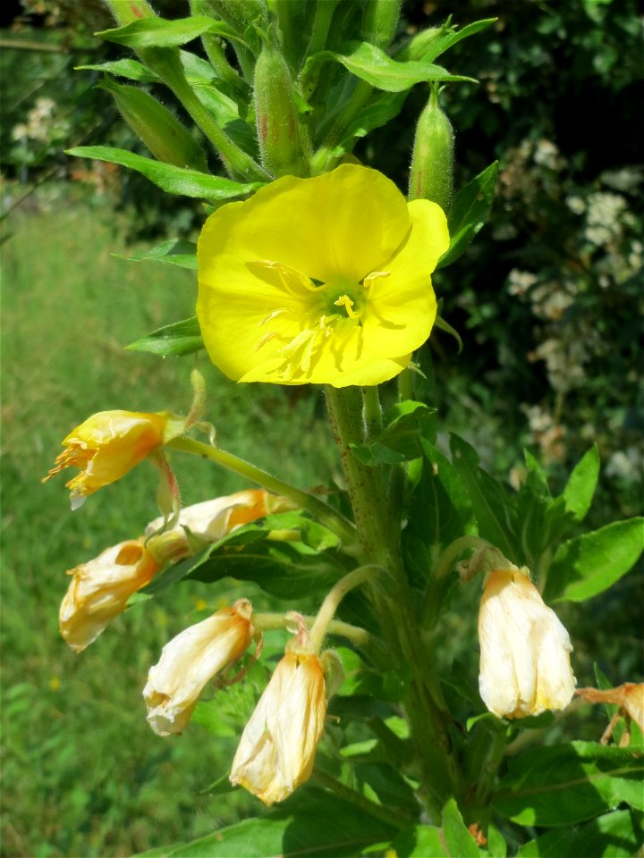 Gemeine Nachtkerze (Oenothera biennis) an der Saar in Saarbrücken