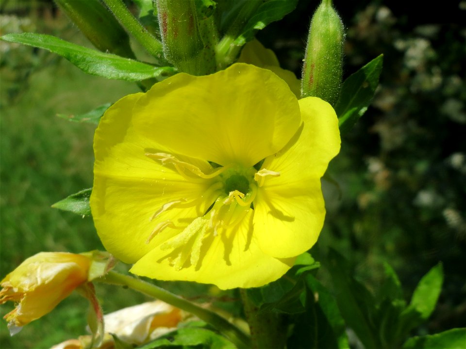 Gemeine Nachtkerze (Oenothera biennis) an der Saar in Saarbrücken