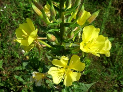 Gemeine Nachtkerze (Oenothera biennis) bei Reilingen