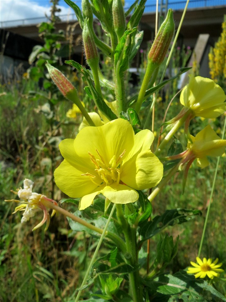 Gemeine Nachtkerze (Oenothera biennis) bei Reilingen