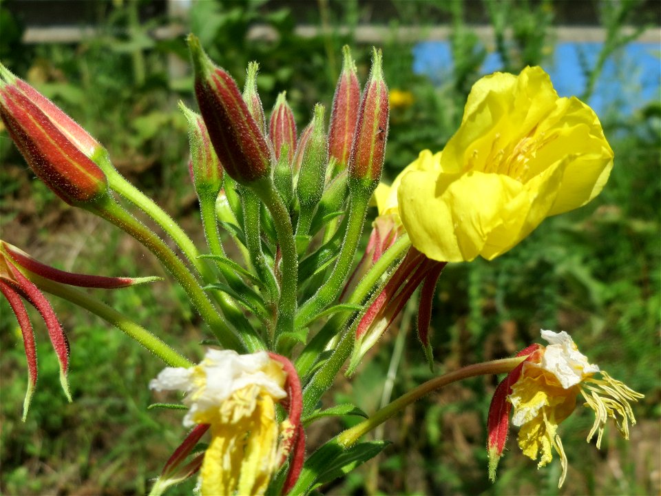 Gemeine Nachtkerze (Oenothera biennis) bei Reilingen