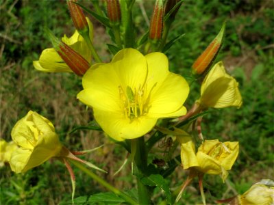 Gemeine Nachtkerze (Oenothera biennis) in Hockenheim