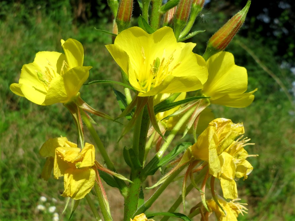 Gemeine Nachtkerze (Oenothera biennis) in Hockenheim