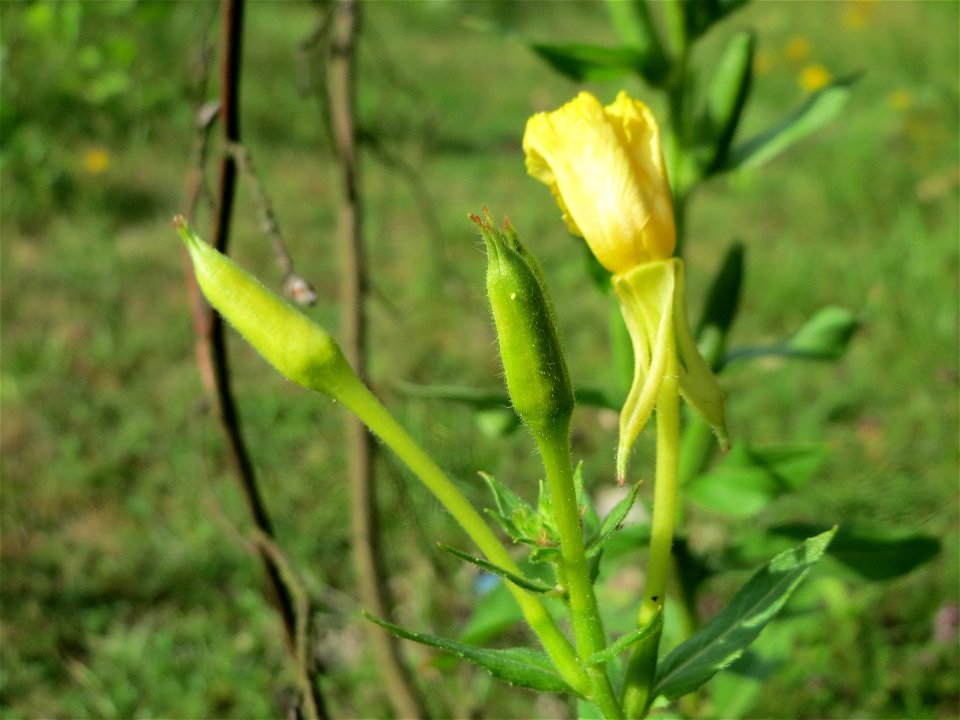 Gemeine Nachtkerze (Oenothera biennis) im Schwetzinger Hardt - an der Bahnstrecke Mannheim-Karlsruhe findet sich ein kleines Sandmagerrasen-Biotop mit typischer Binnendünen-Vegetation