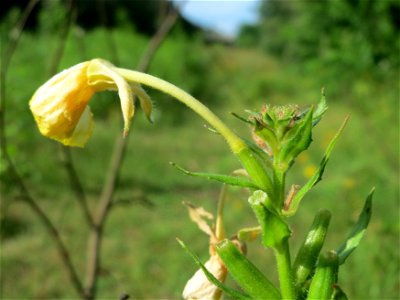 Gemeine Nachtkerze (Oenothera biennis) im Schwetzinger Hardt - an der Bahnstrecke Mannheim-Karlsruhe findet sich ein kleines Sandmagerrasen-Biotop mit typischer Binnendünen-Vegetation