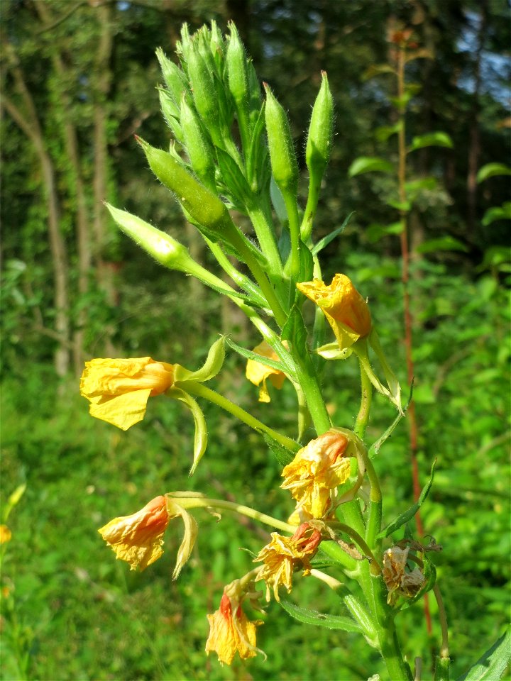 Gemeine Nachtkerze (Oenothera biennis) im Schwetzinger Hardt - an der Bahnstrecke Mannheim-Karlsruhe findet sich ein kleines Sandmagerrasen-Biotop mit typischer Binnendünen-Vegetation