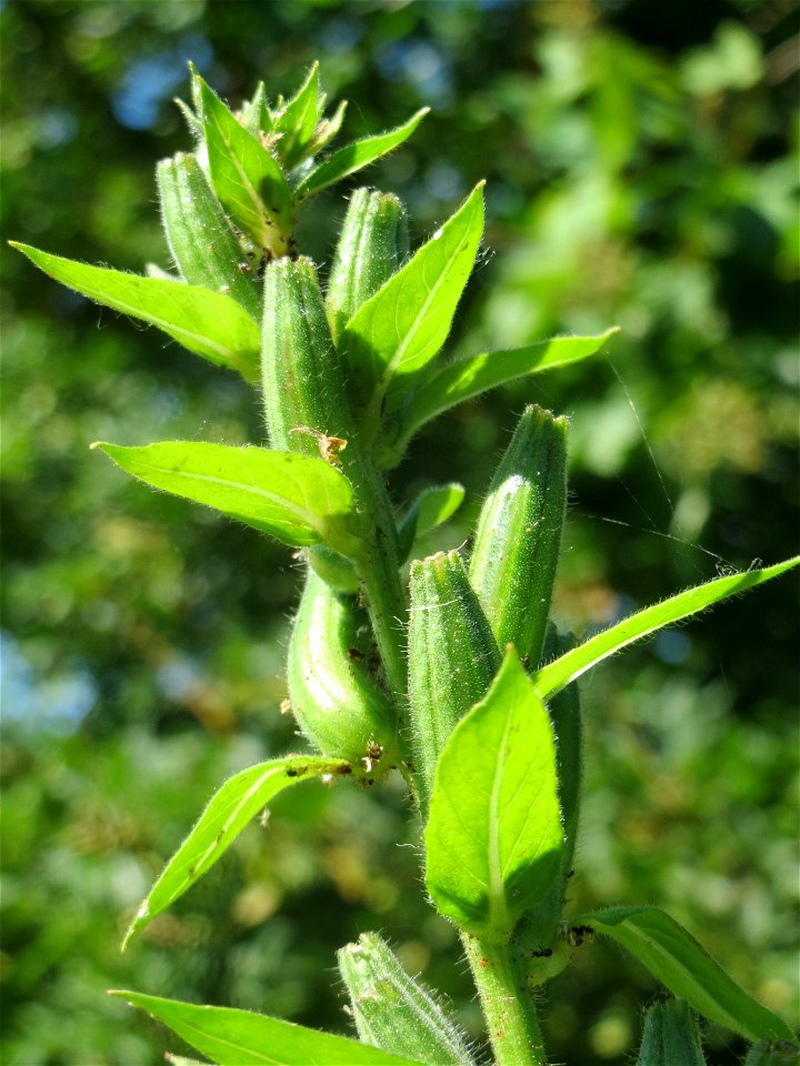 Gemeine Nachtkerze (Oenothera biennis) in Hockenheim