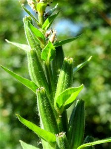 Gemeine Nachtkerze (Oenothera biennis) in Hockenheim