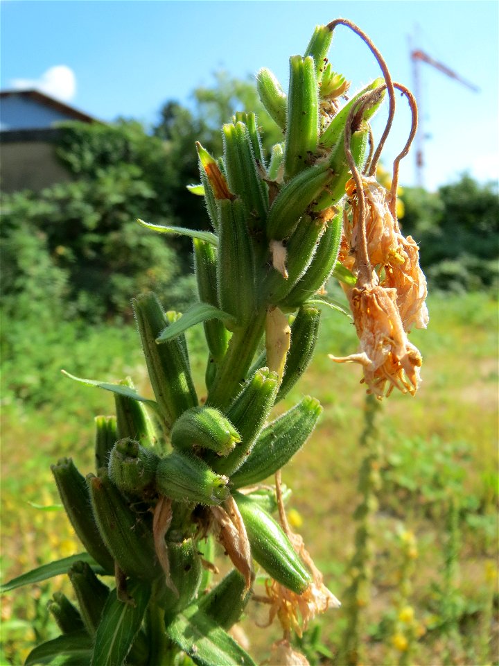 Gemeine Nachtkerze (Oenothera biennis) in Hockenheim