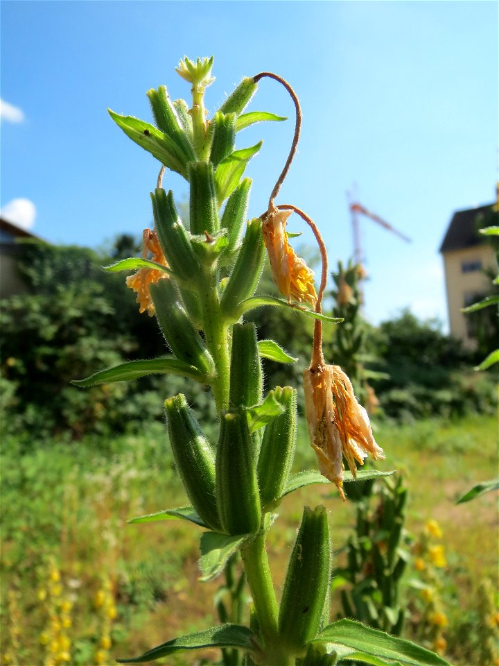 Gemeine Nachtkerze (Oenothera biennis) in Hockenheim