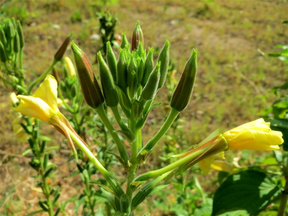 Gemeine Nachtkerze (Oenothera biennis) in Hockenheim