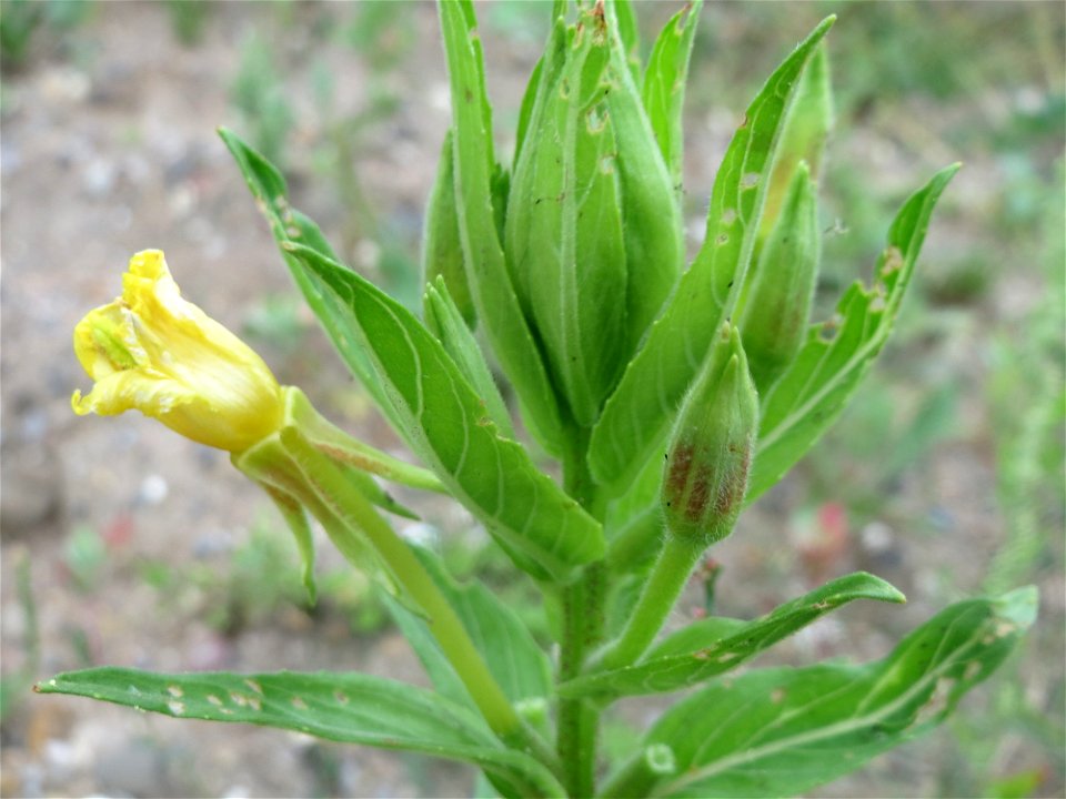 Gemeine Nachtkerze (Oenothera biennis) auf einer Brachfläche einer Baustelle in Hockenheim