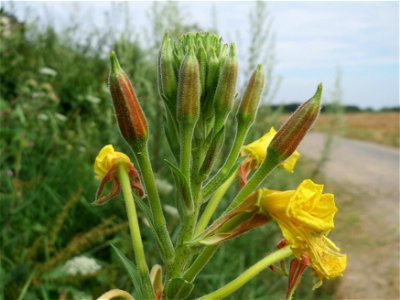 Gemeine Nachtkerze (Oenothera biennis) in Hockenheim