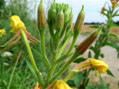 Gemeine Nachtkerze (Oenothera biennis) in Hockenheim