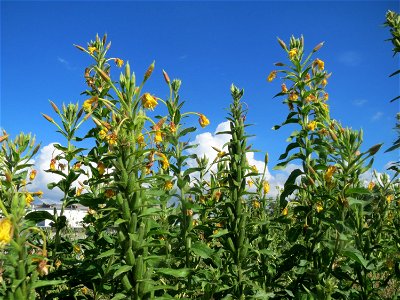 Gemeine Nachtkerze (Oenothera biennis) auf einer Ruderalfläche in Hockenheim-Talhaus